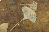 Three Paleocene Fossil Ginkgo Leaves - North Dakota #276711-1